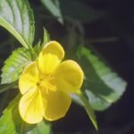 damiana tea benefits