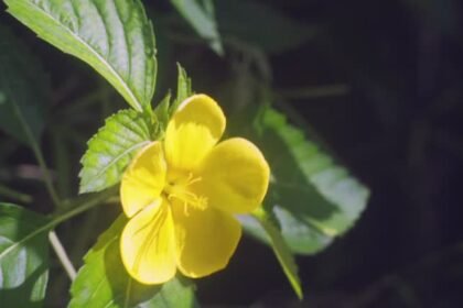 damiana tea benefits