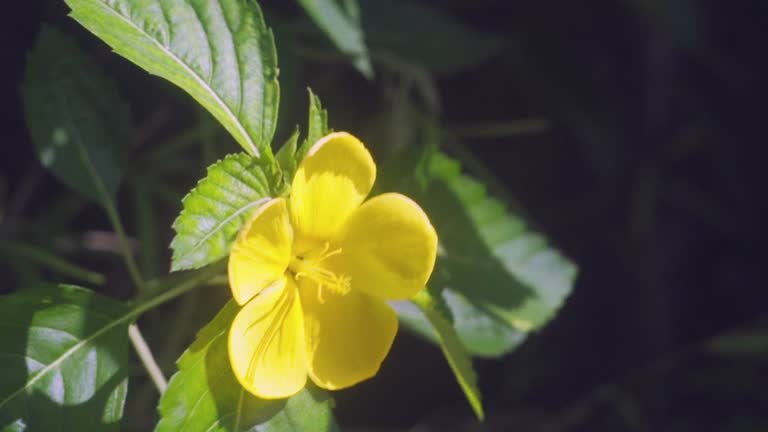 damiana tea benefits